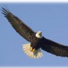 aigle